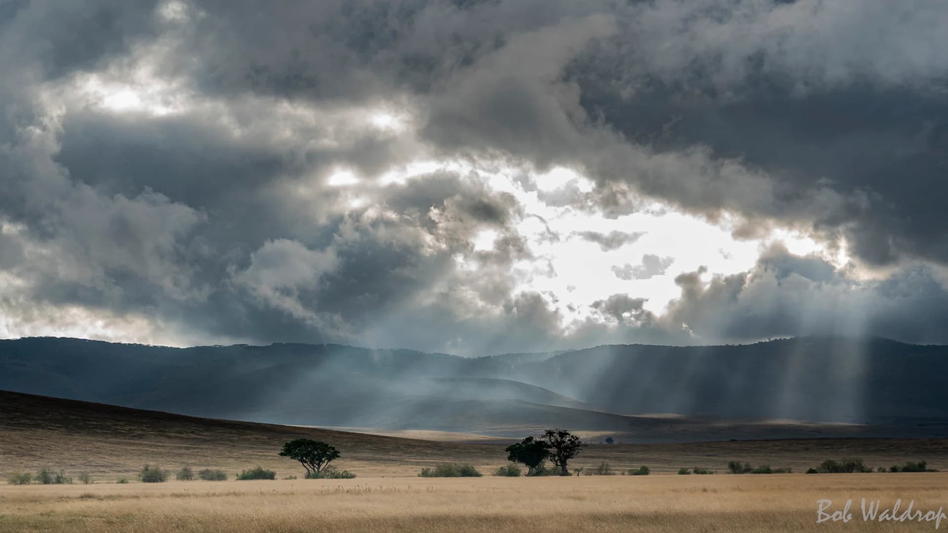 Wildebeest mother and newborn calf on the Ndutu plains