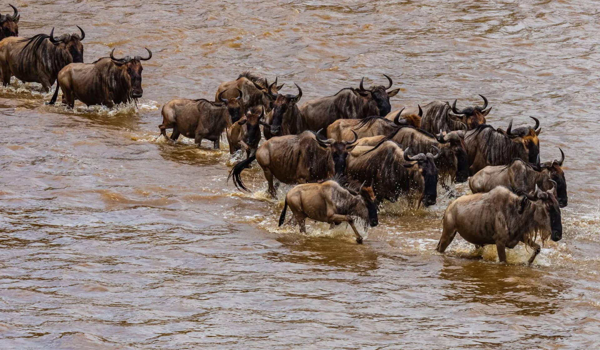 The Great Migration herds crossing the Serengeti