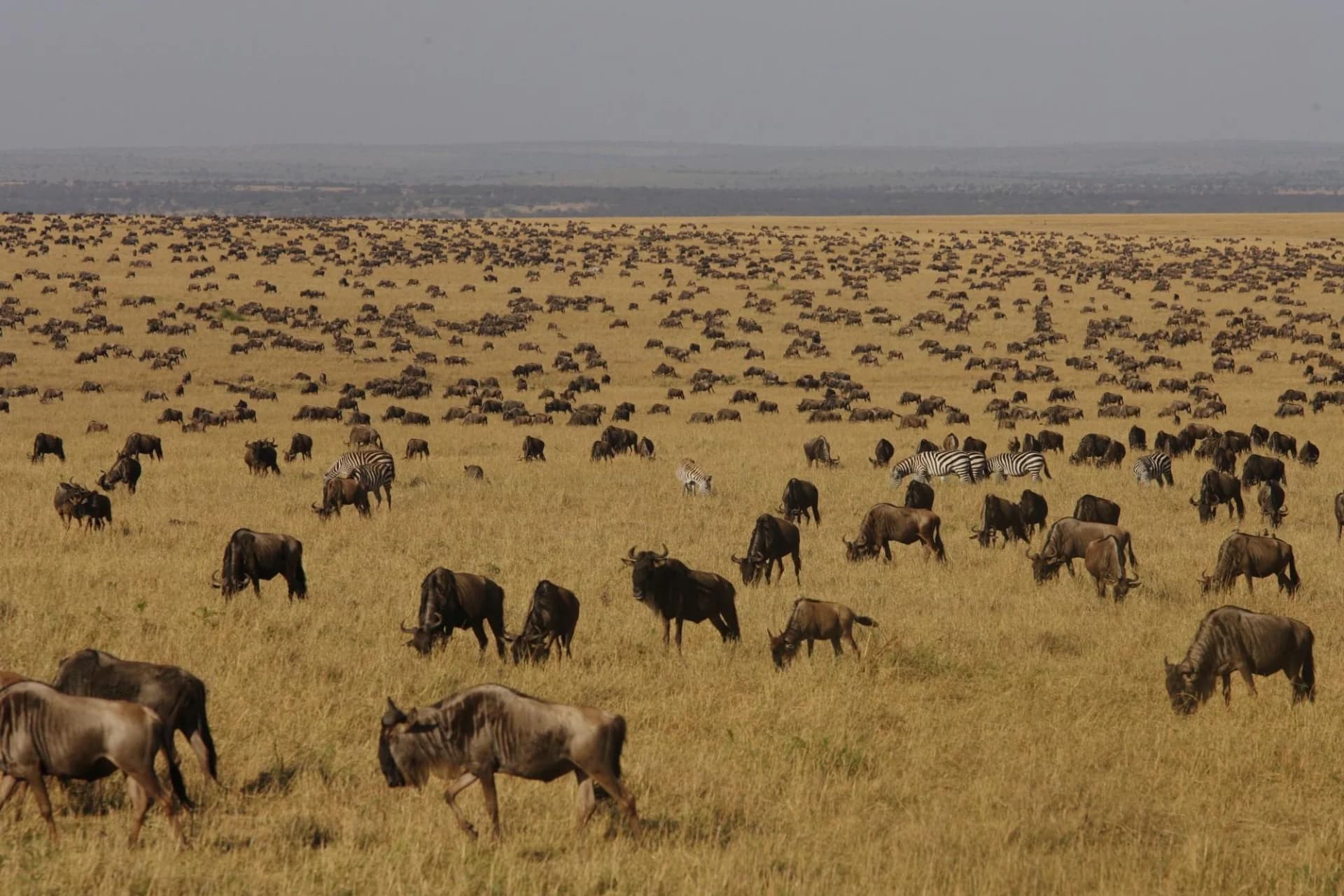 Thousands of wildebeest crossing the Mara River