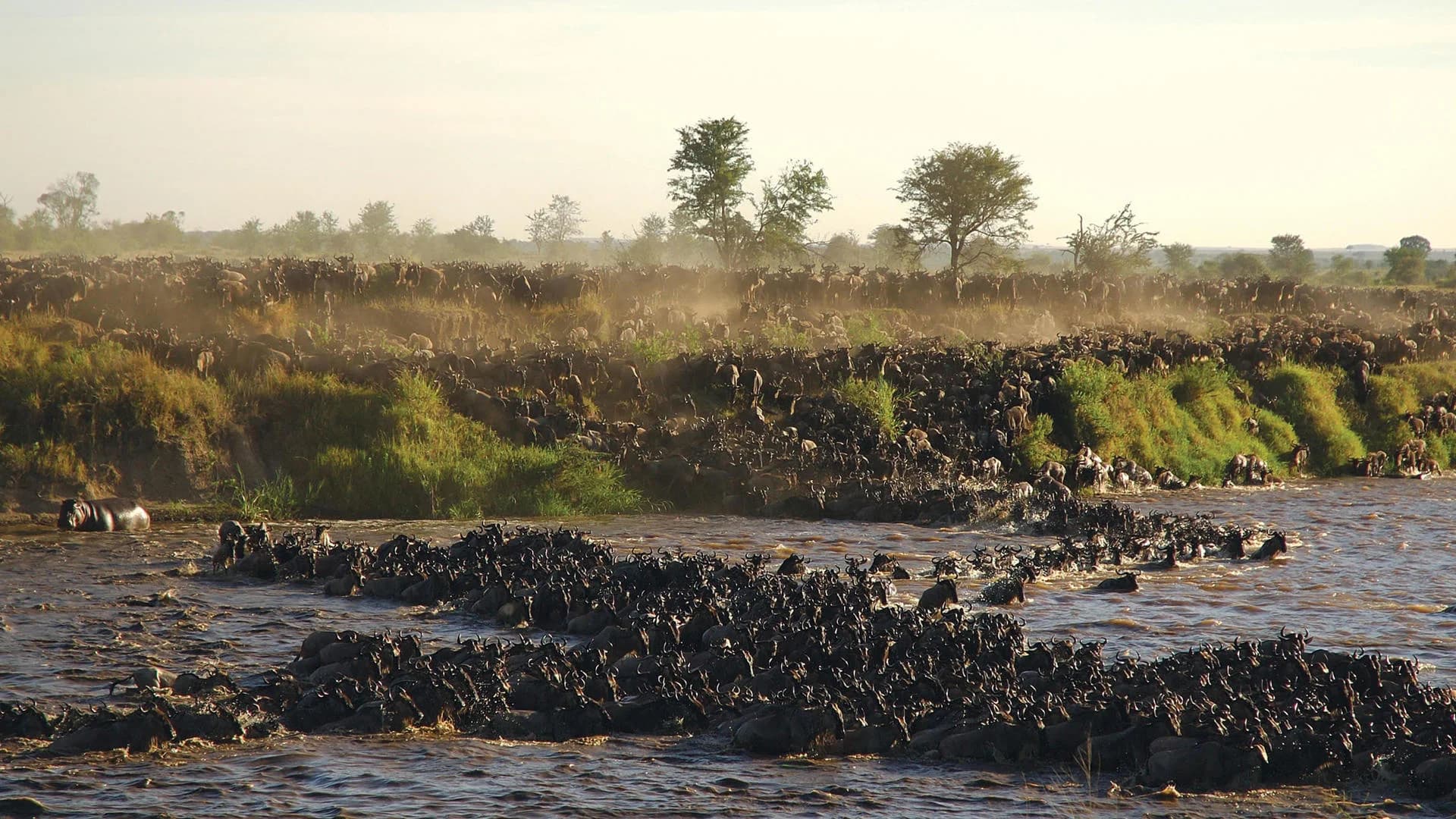 Dramatic dust cloud from wildebeest herd near Kogatende