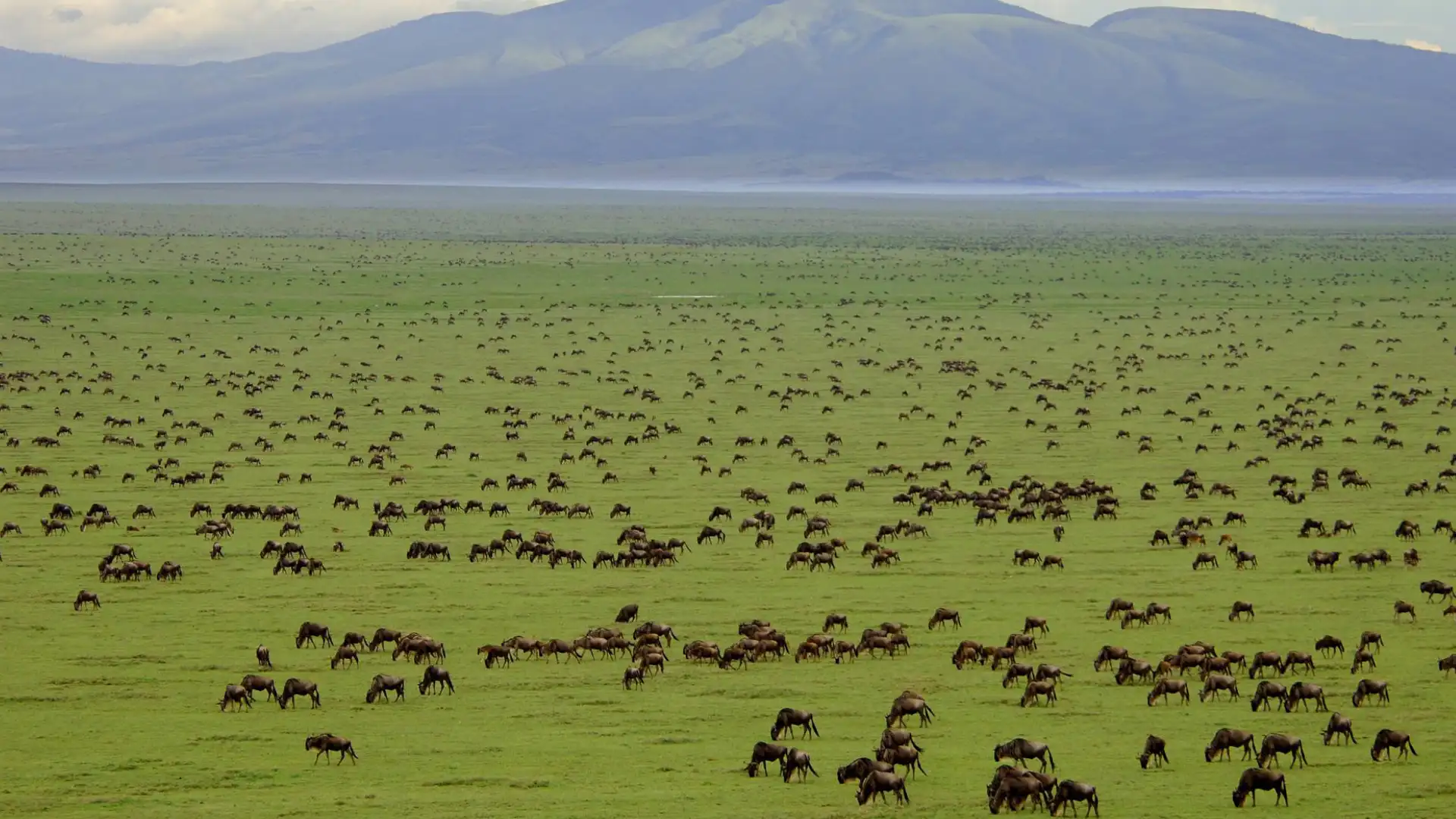 Ndutu