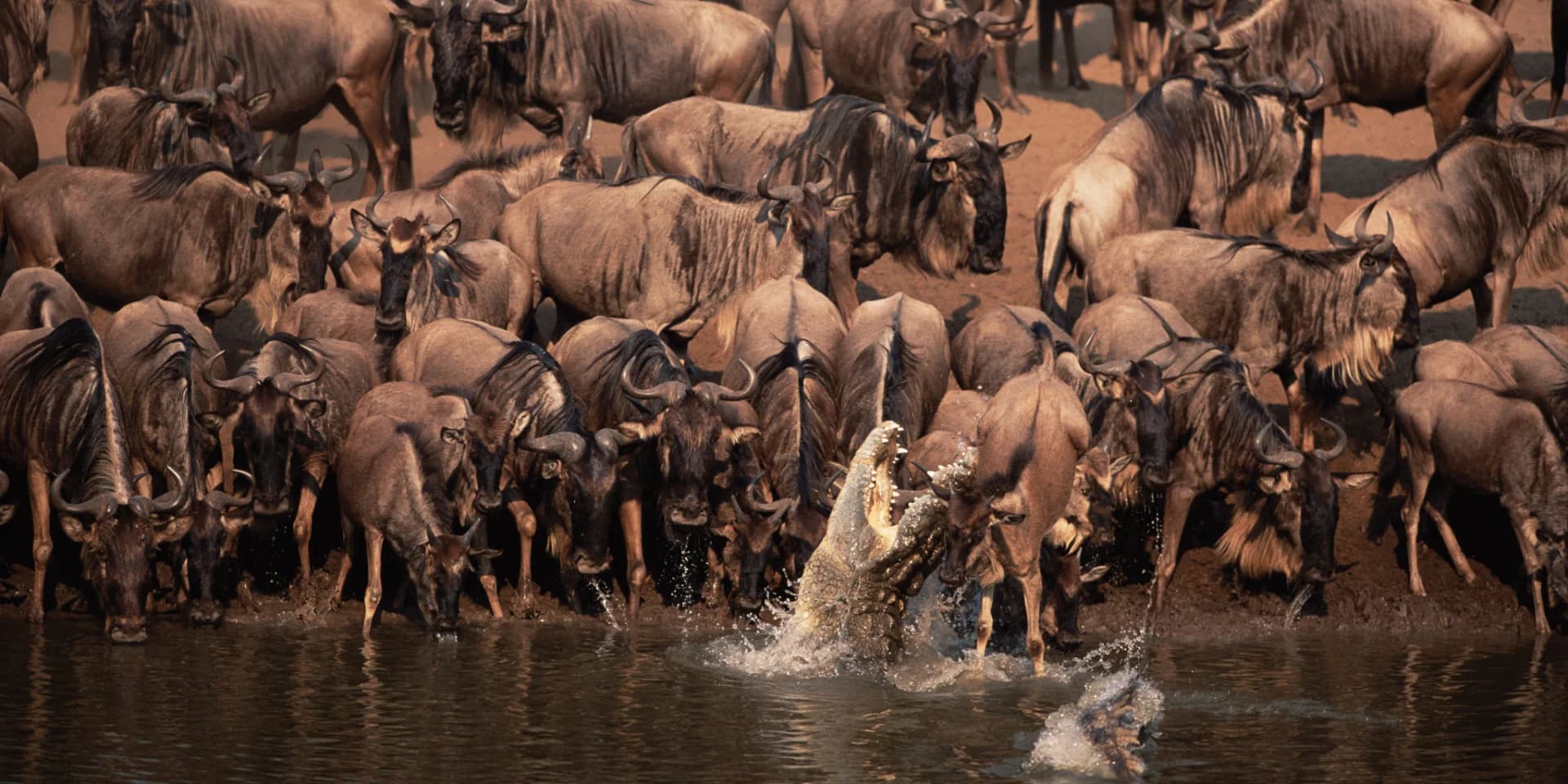 Lion pride in northern Serengeti