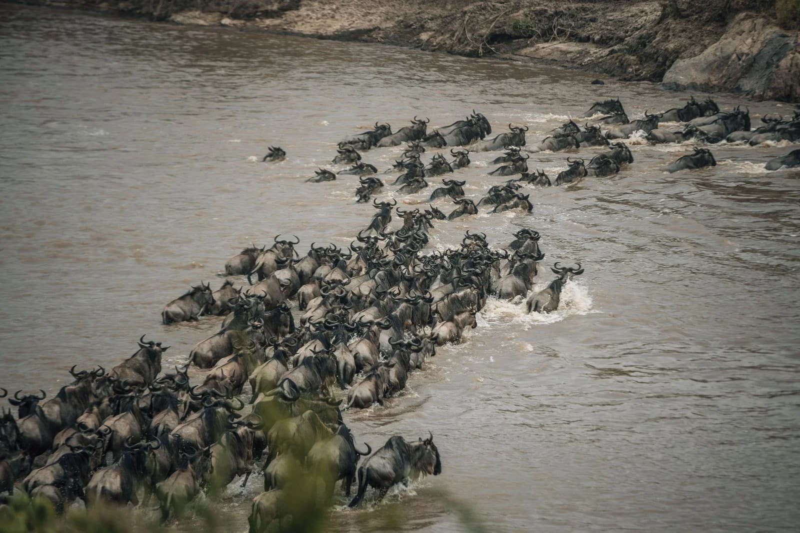 Wildebeest crossing the Mara River