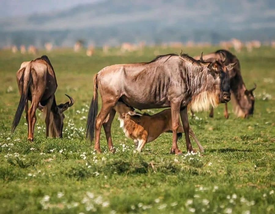 Wildebeest calving on the Ndutu plains