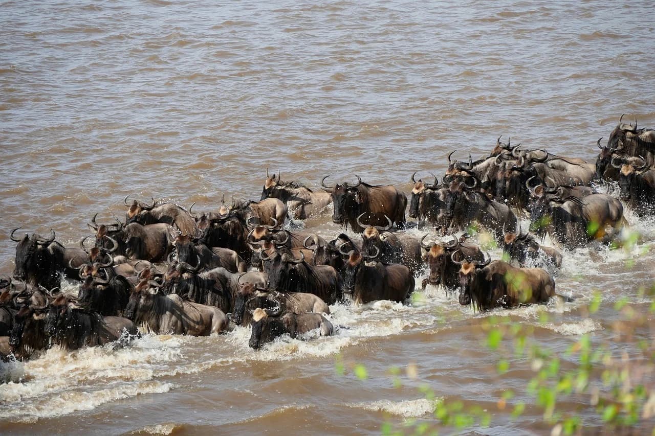 Massive wildebeest herds stretching across the Serengeti