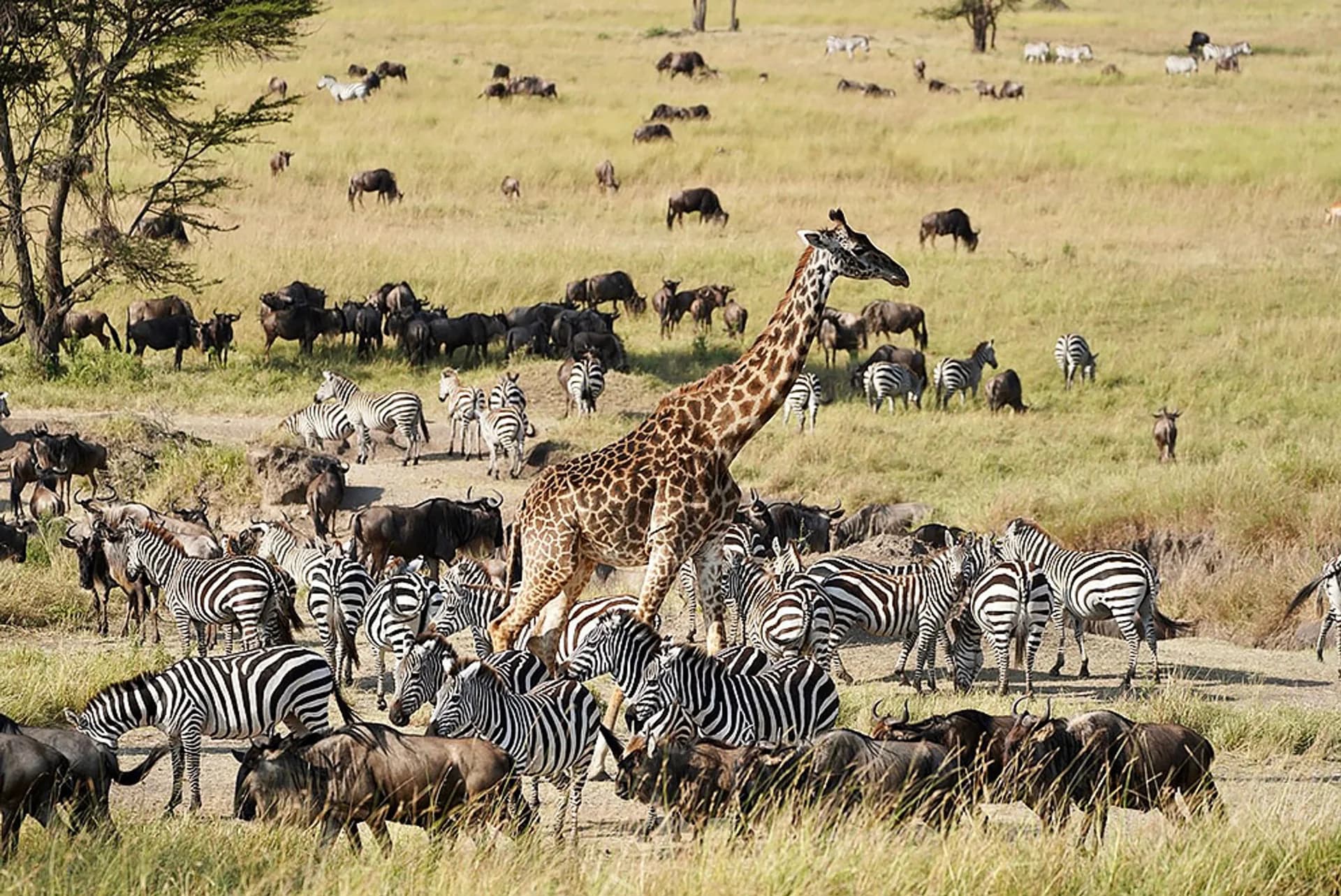 Serengeti endless grasslands at golden hour